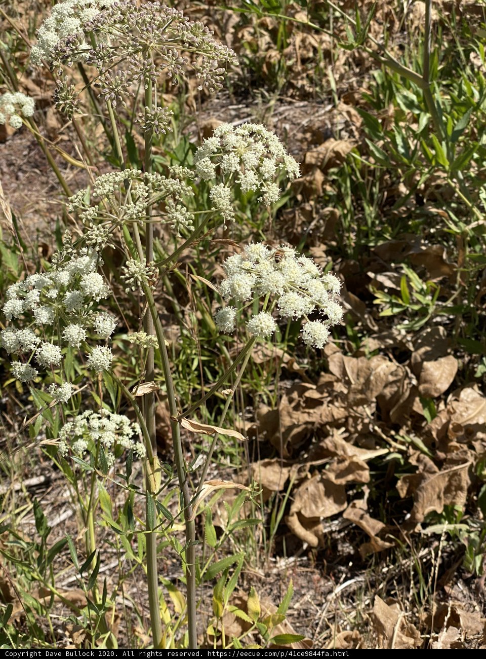 A Field of White Flowers