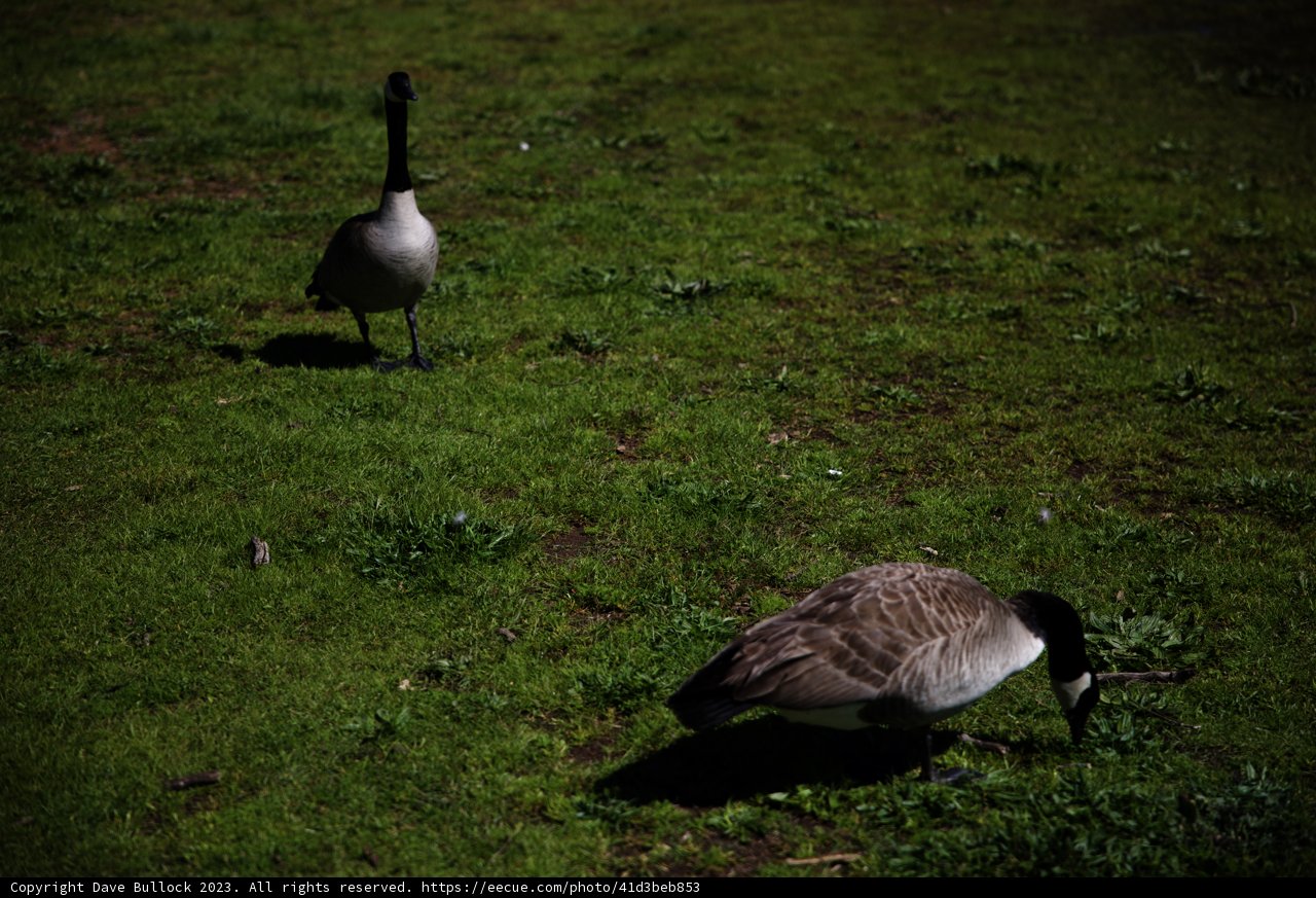 Geese at Marin Headlands
