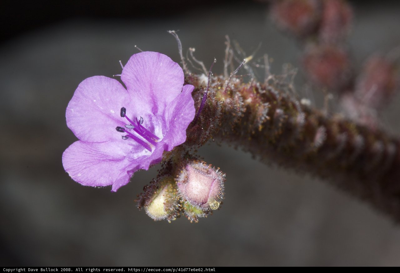 A Solo Purple Geranium