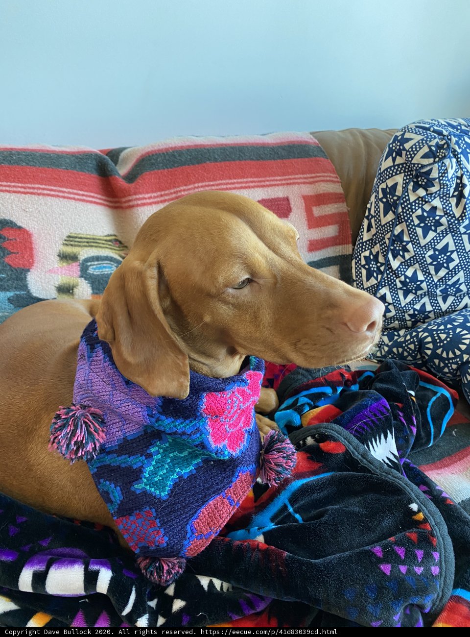Cozy Canine on Couch