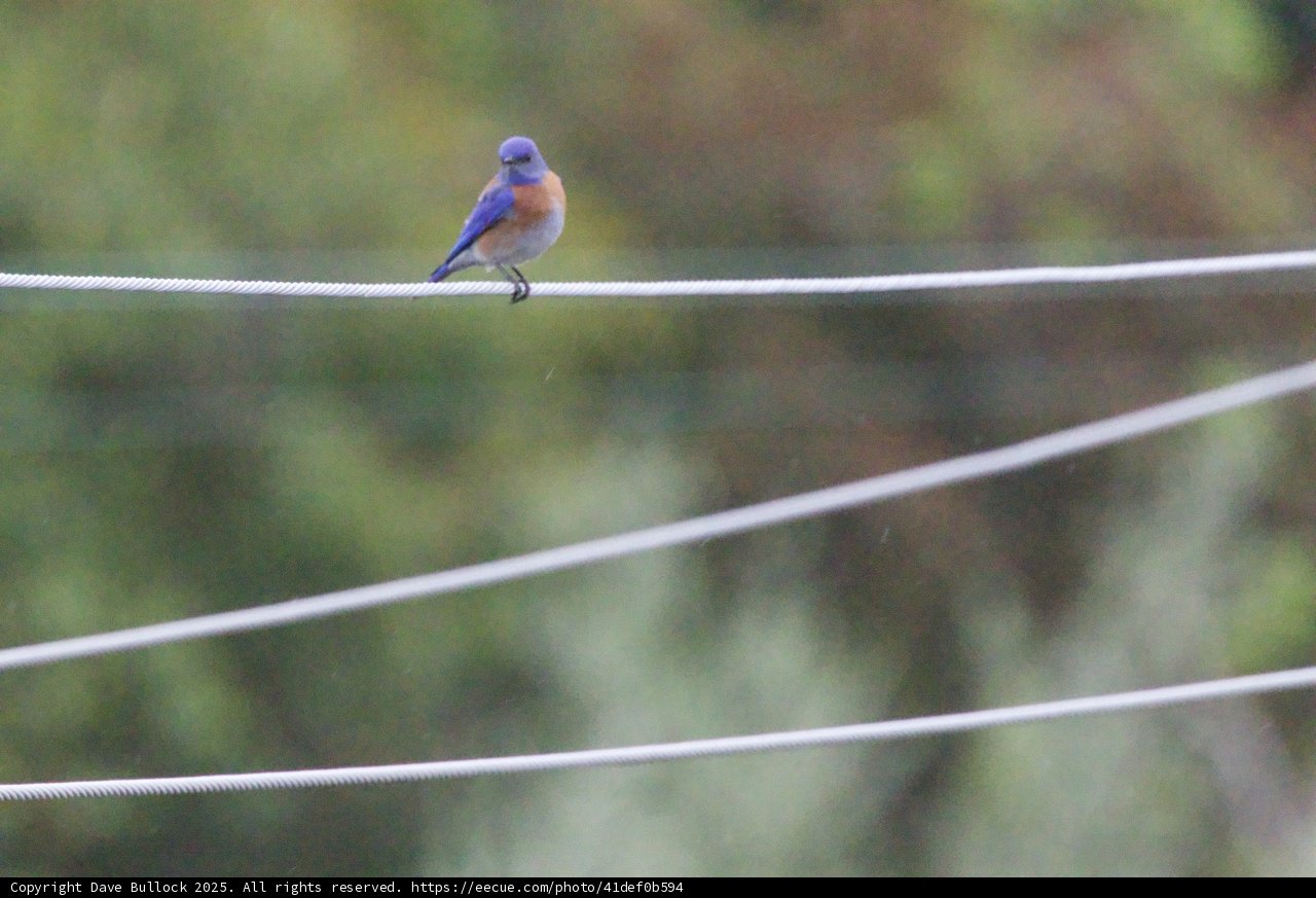 Serenity in Blue