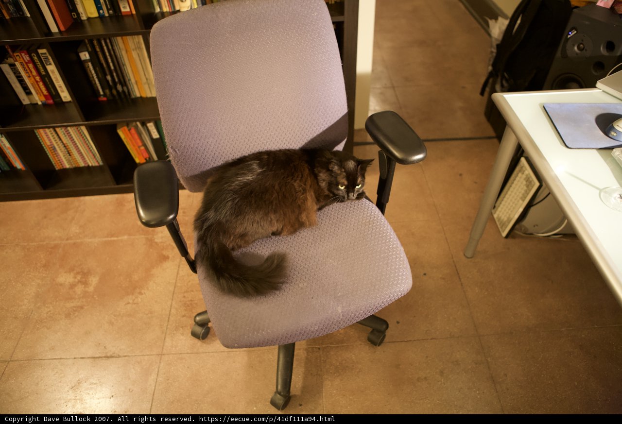 Feline Furniture Connoisseur