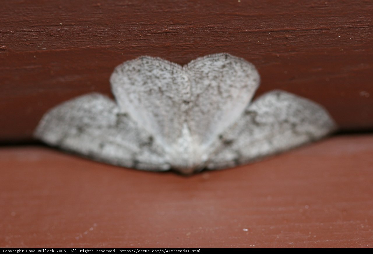 Graceful Gray Moth