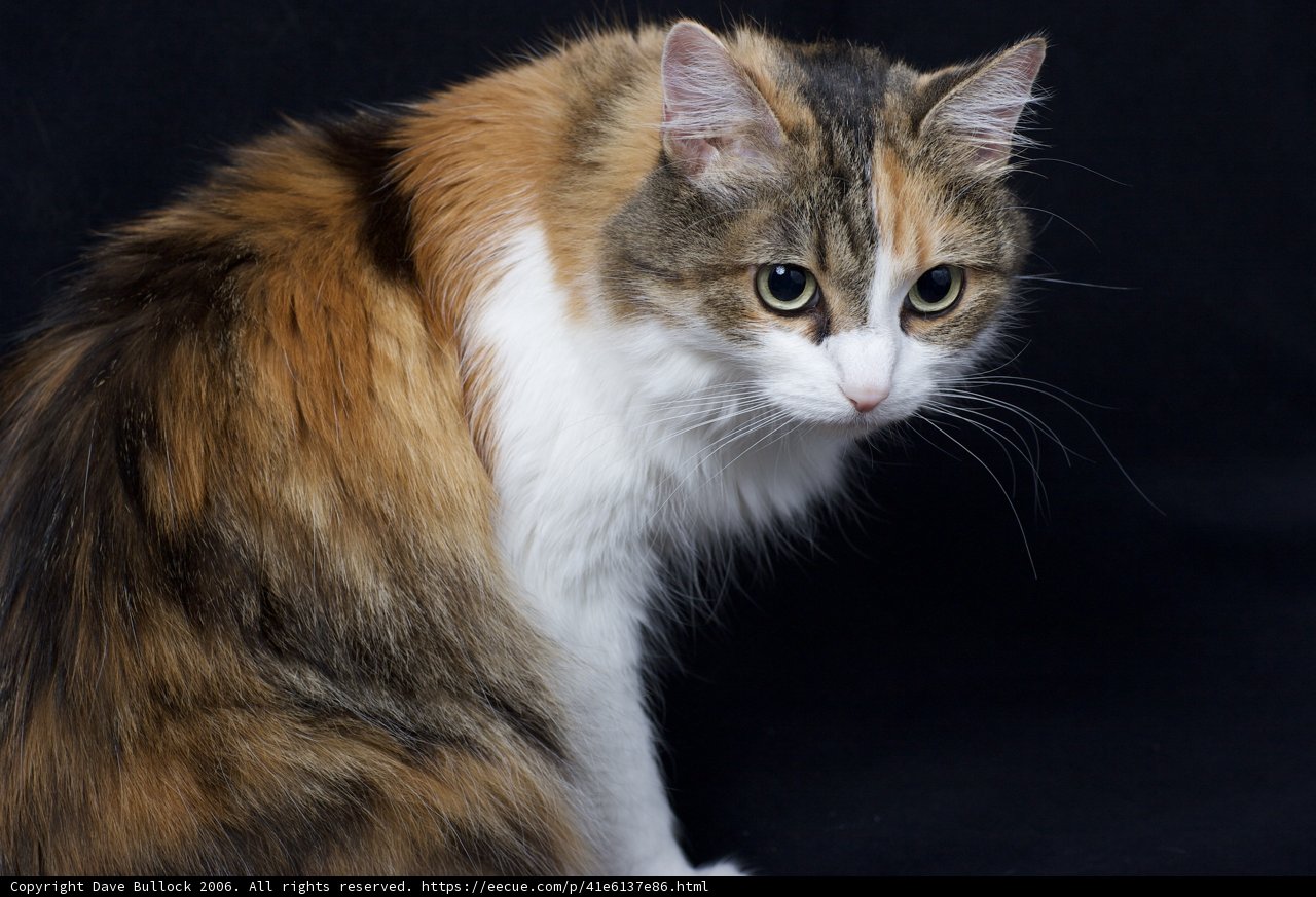 Calico Beauty