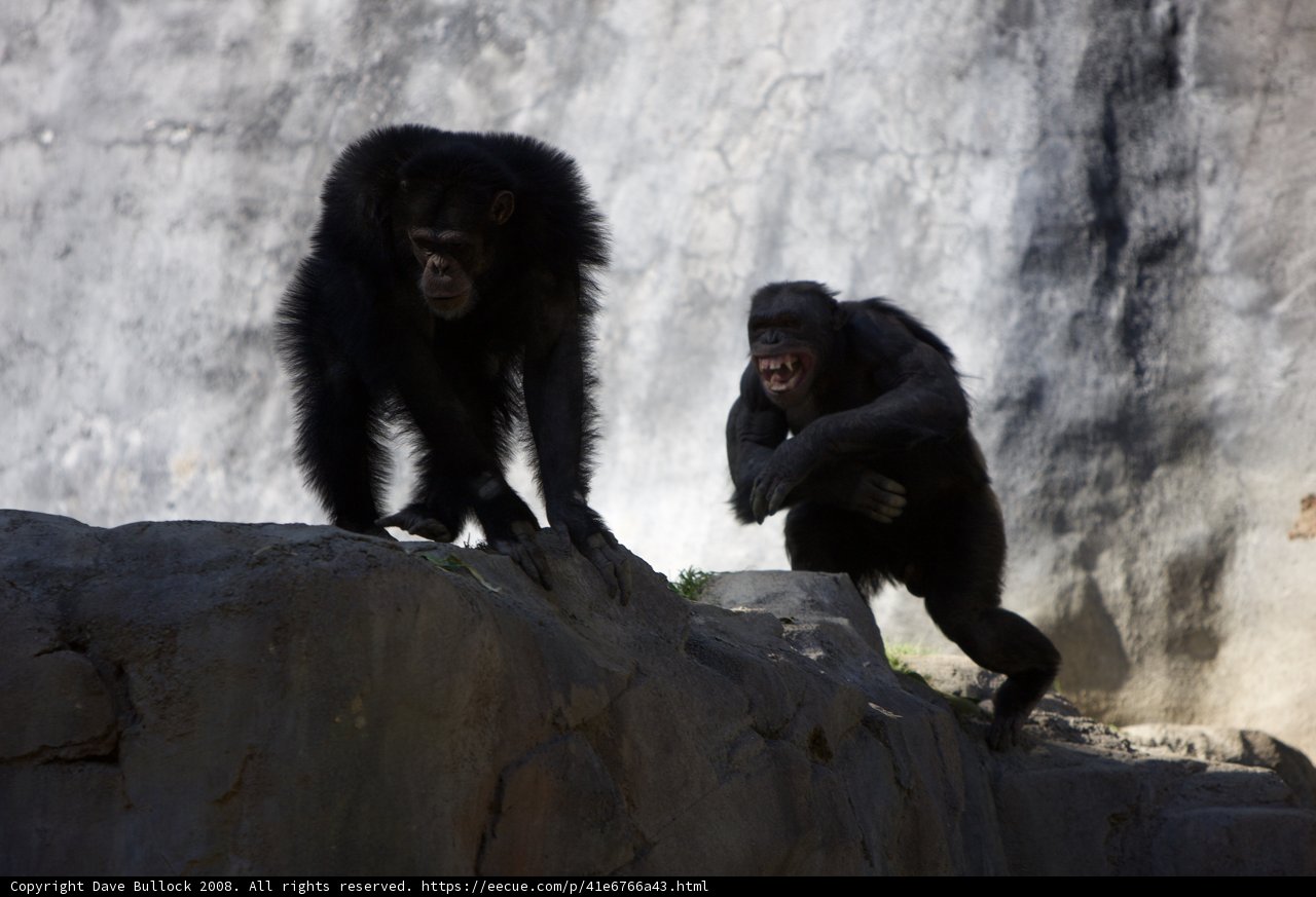Ape Adventure