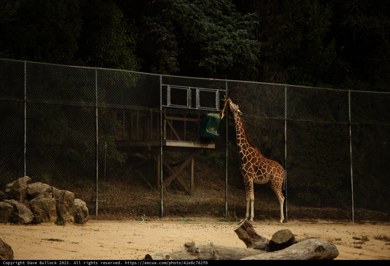 Magnificent Giraffe at the Oakland Zoo