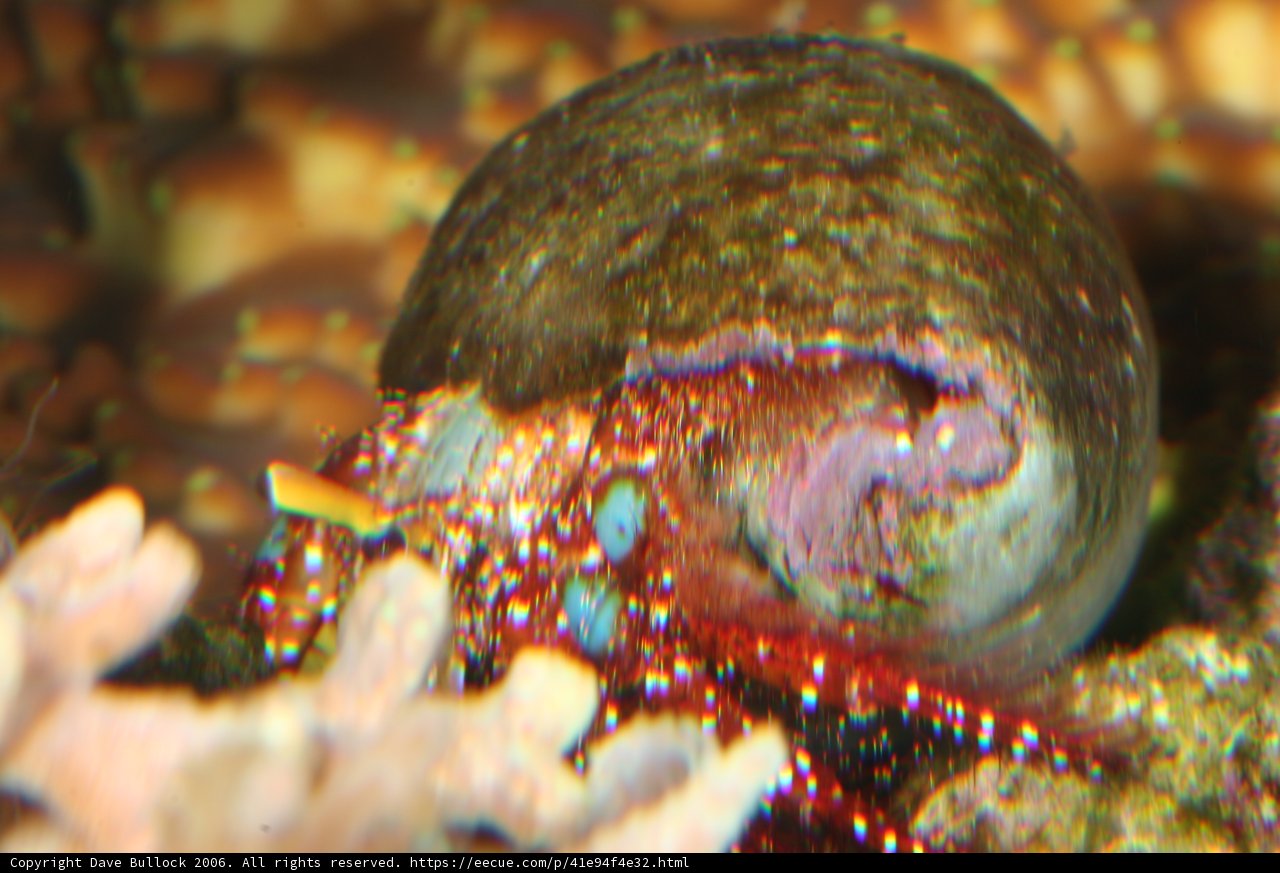 Red and Black Shellfish on the Coral Reef