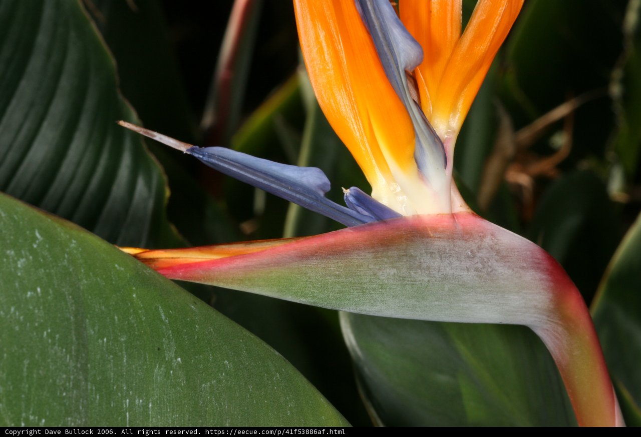 Beautiful Bird of Paradise Flower