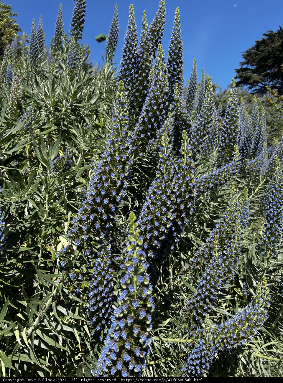 Lupin in Full Bloom