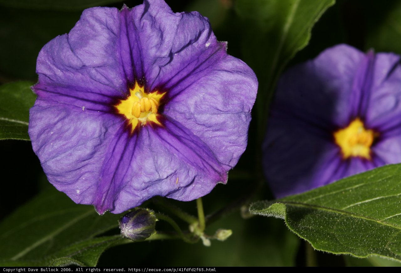 Vibrant Purple Geraniums