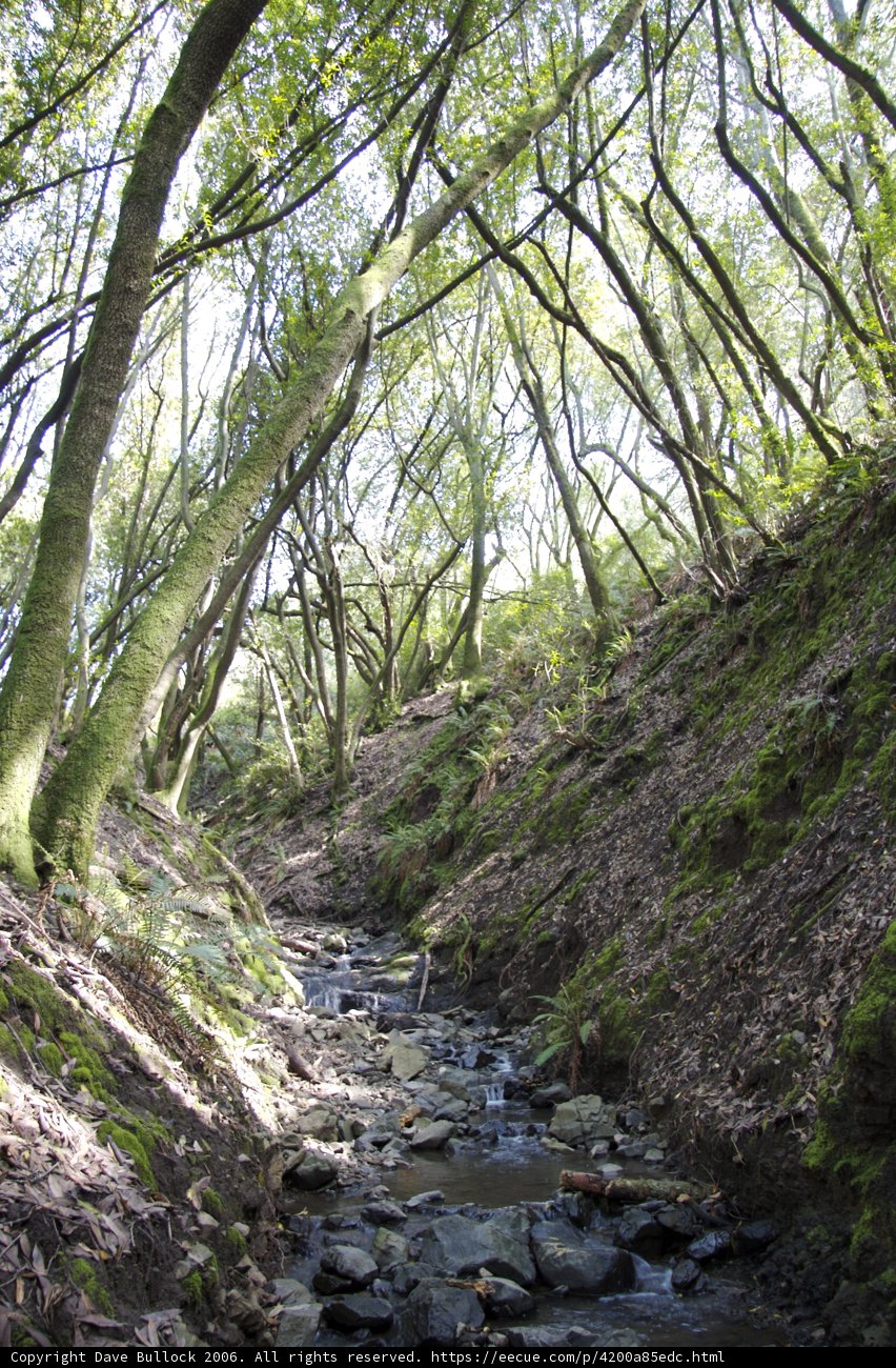 Serene Creek in the Wilderness