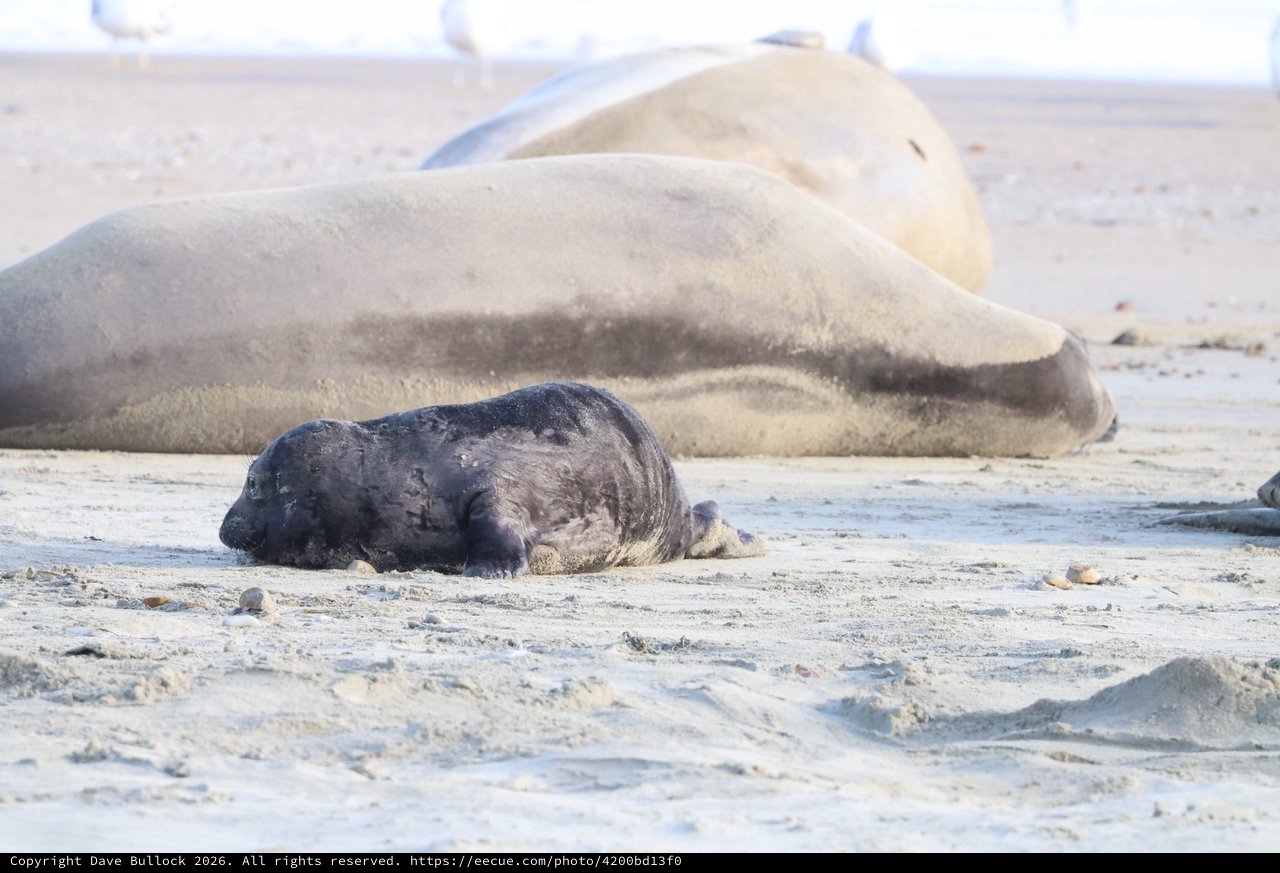 Newborn Elephant Seal Pup Resting Beside Mother on Beach