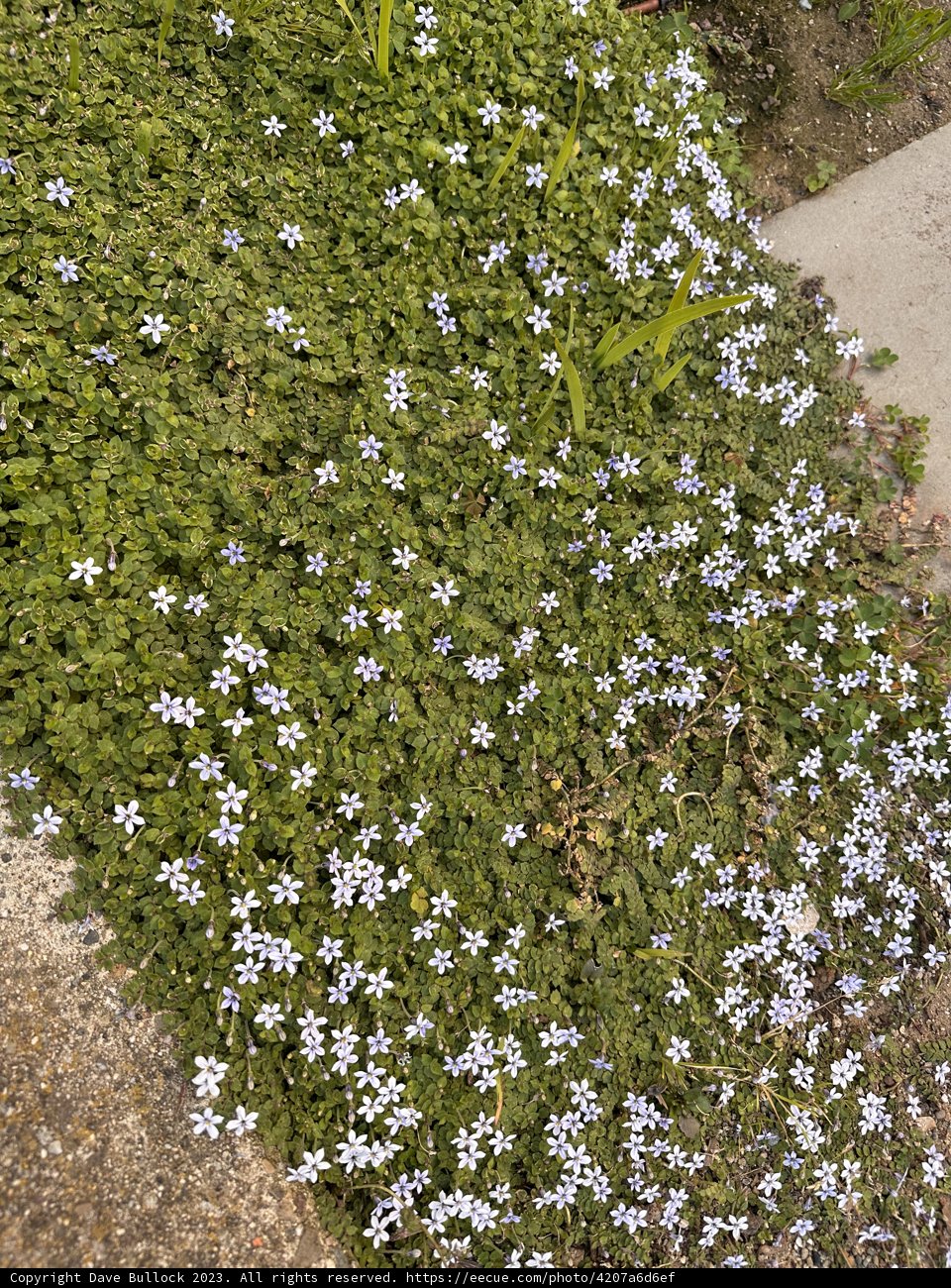 Blooming Blues on Stone Canvas