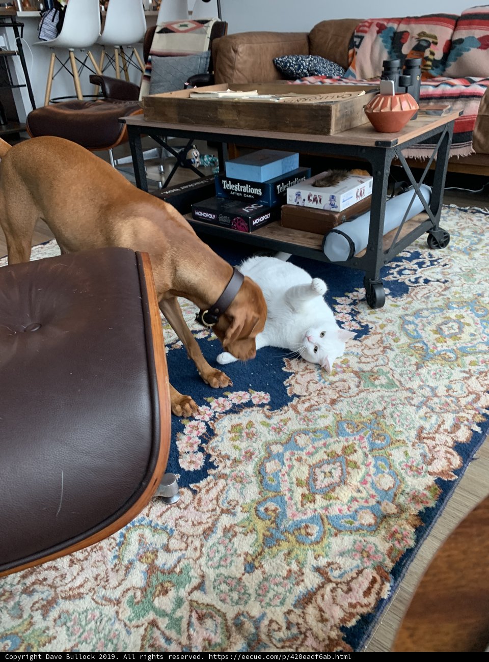 Furry Friends at Play
