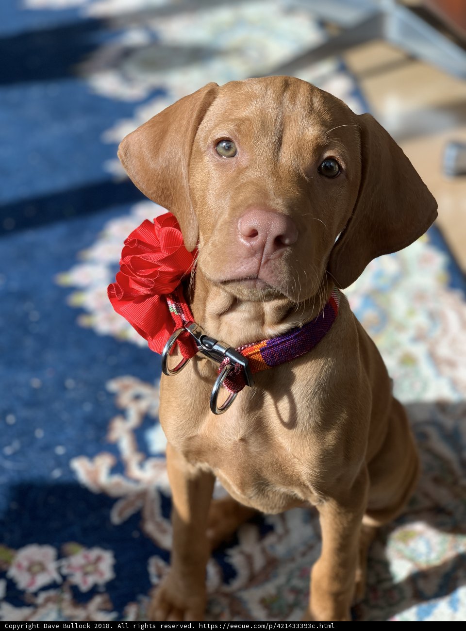 Flower Power Pup