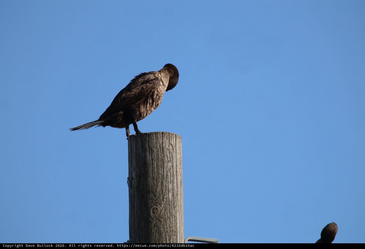 Cormorant Preening on Weathered Wooden Post at Dusk