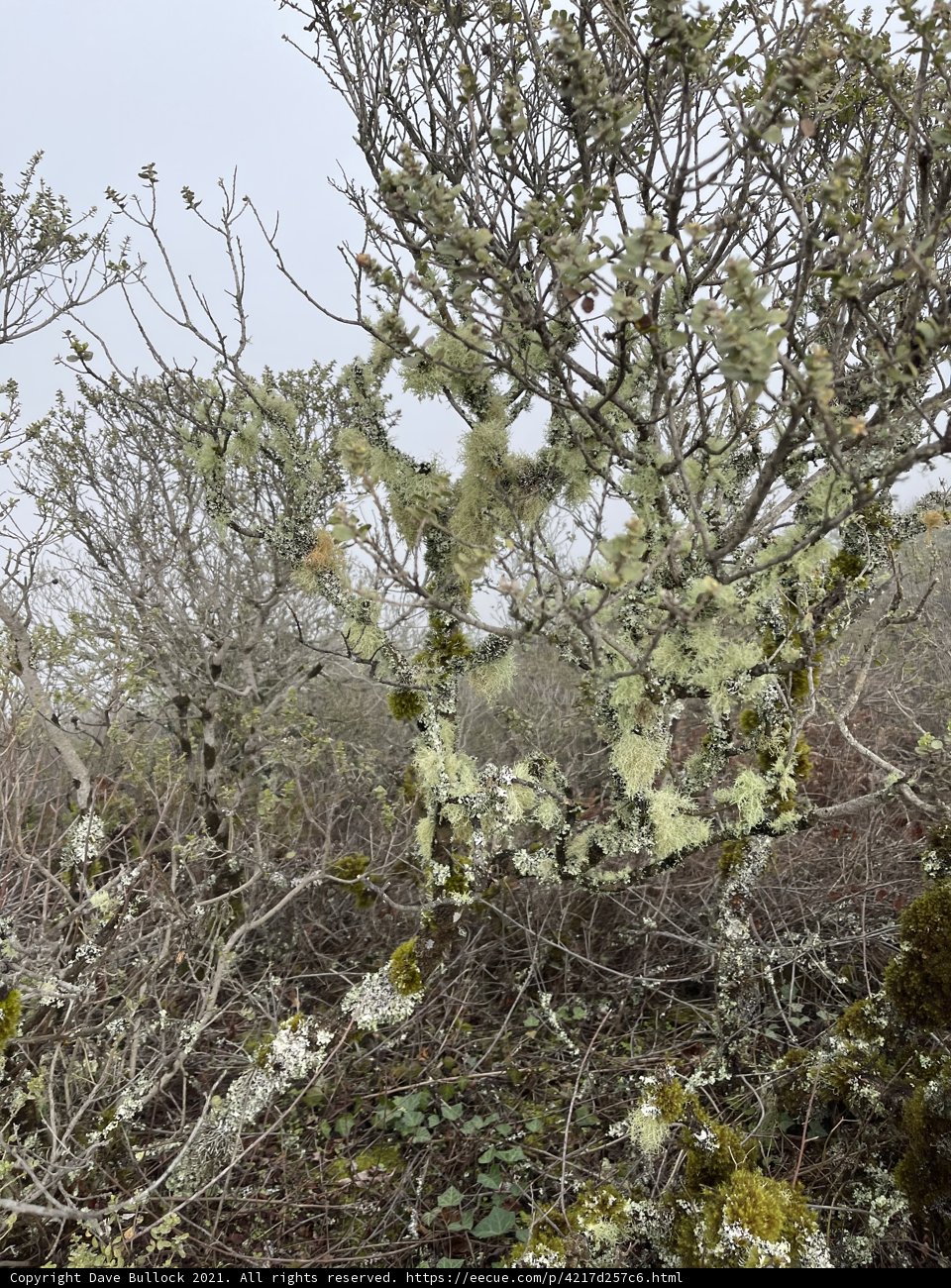 Lush and Vibrant Mossy Bush in the Heart of the Wilderness