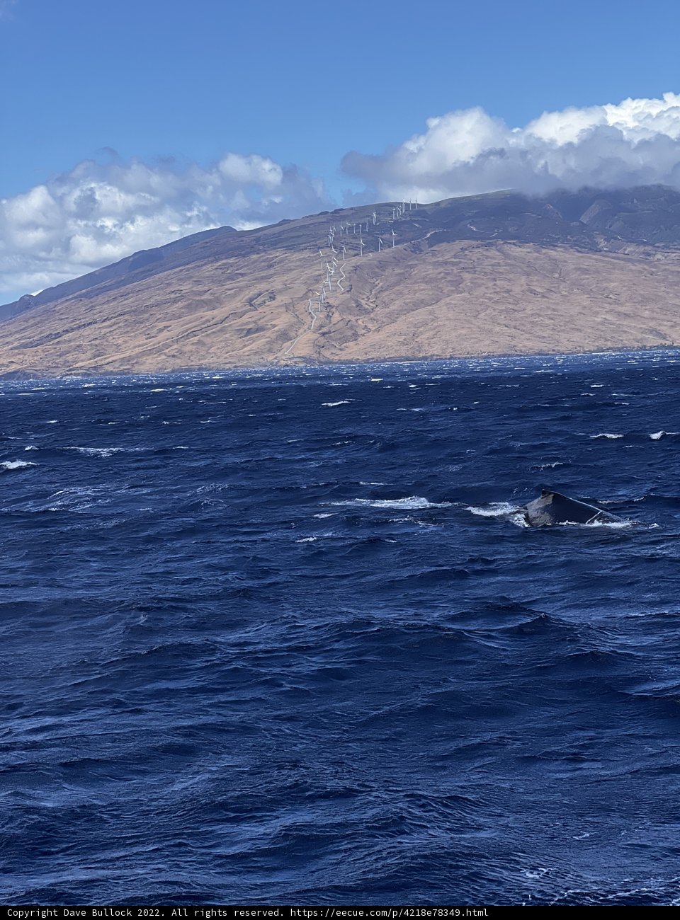 Humpback Whale Swims by Majestic Mountain