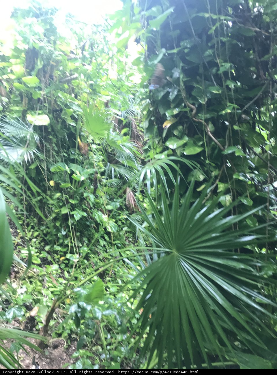 Lush Rainforest in Full Bloom