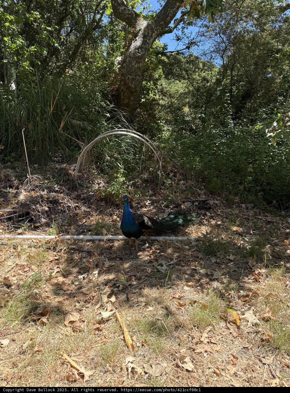Peacock's Paradise