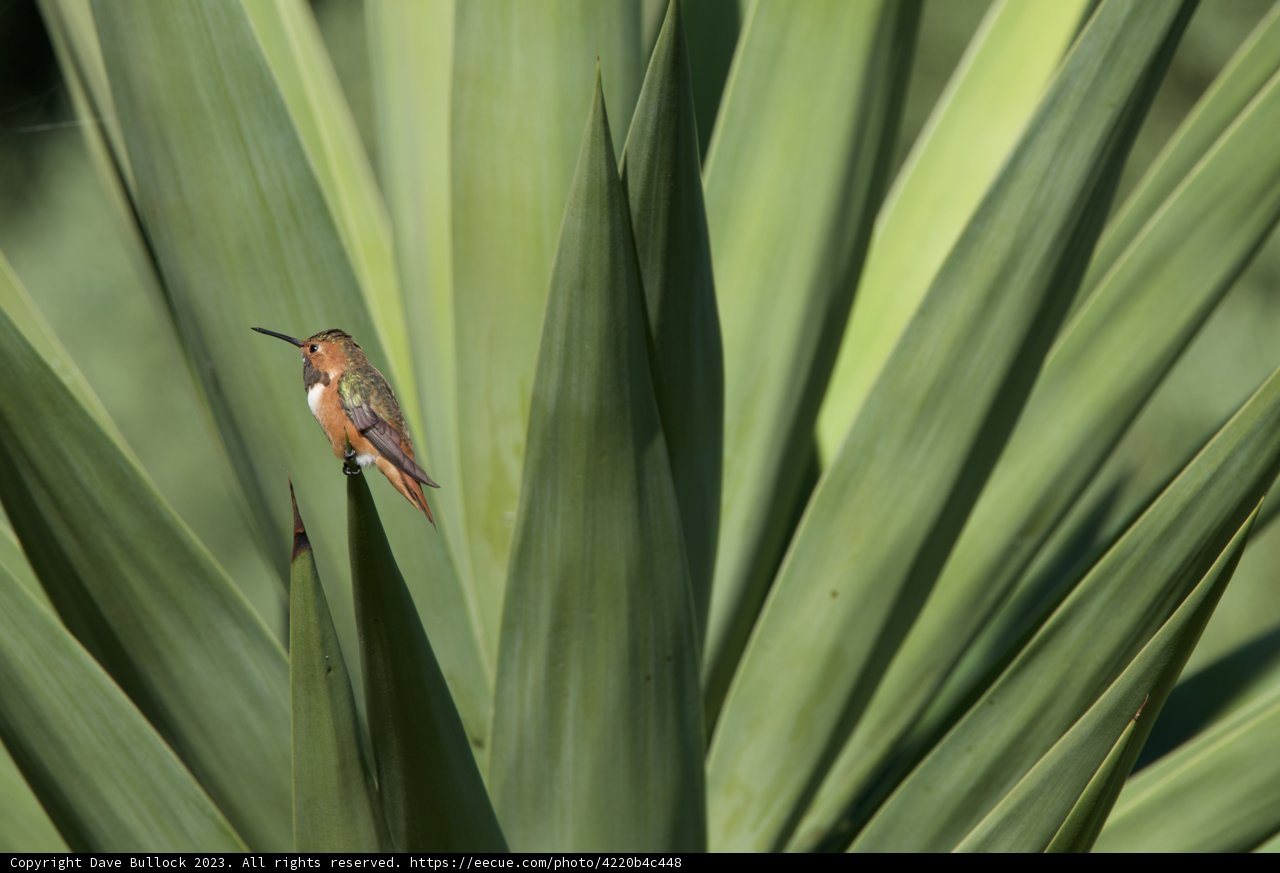 Sun-kissed Hummingbird in El Sereno, 2023