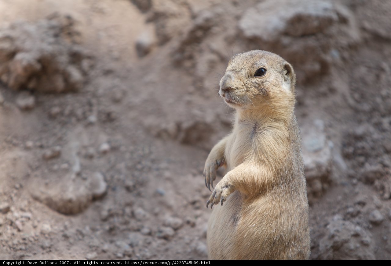 Standing Ground Squirrel