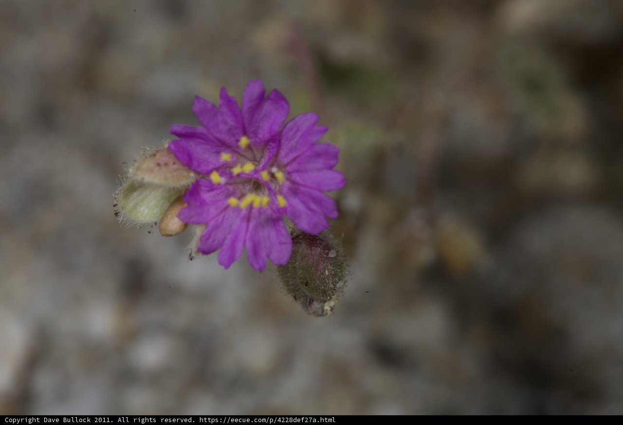 Purple Geranium Splendor