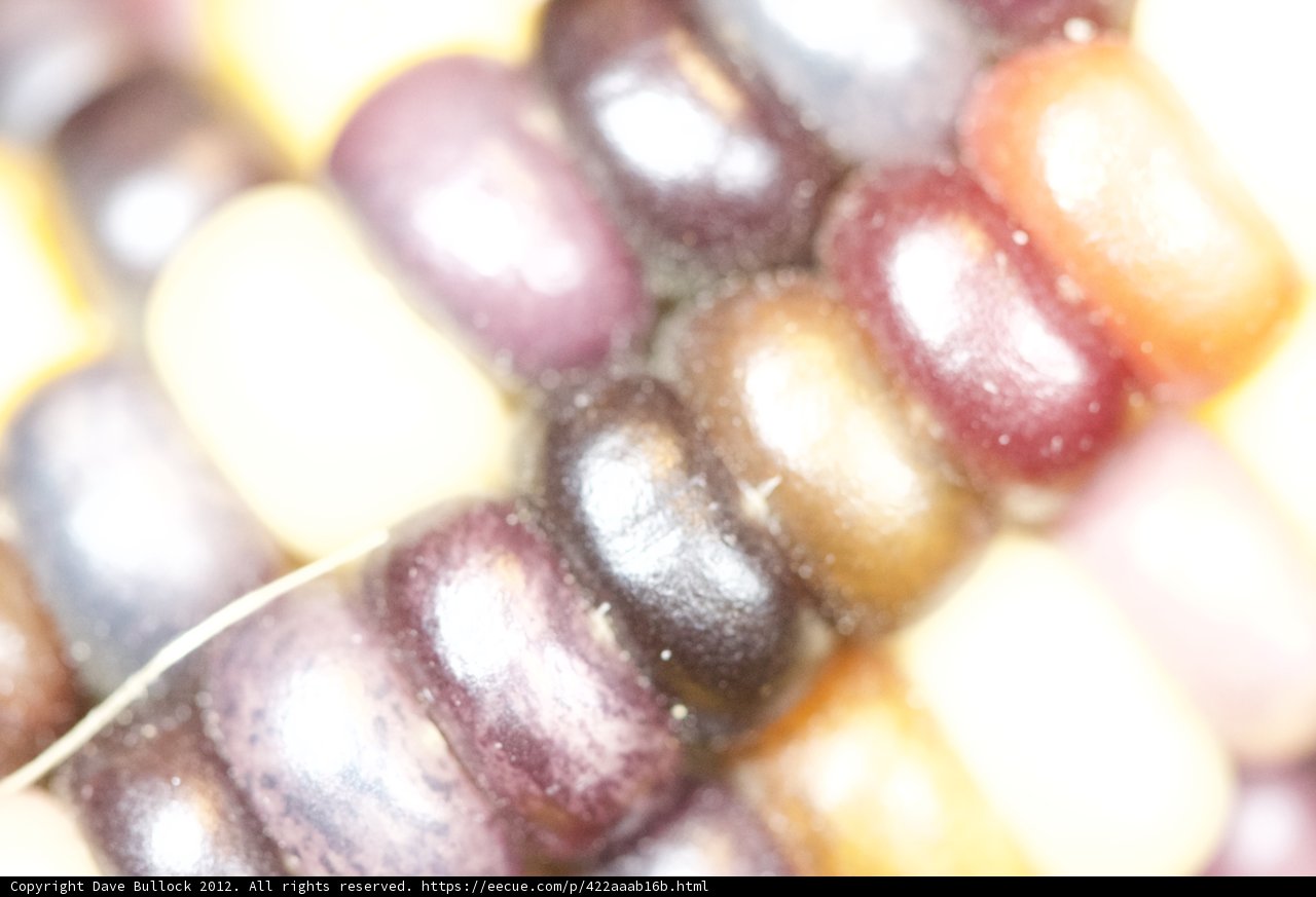 A Rainbow of Corn