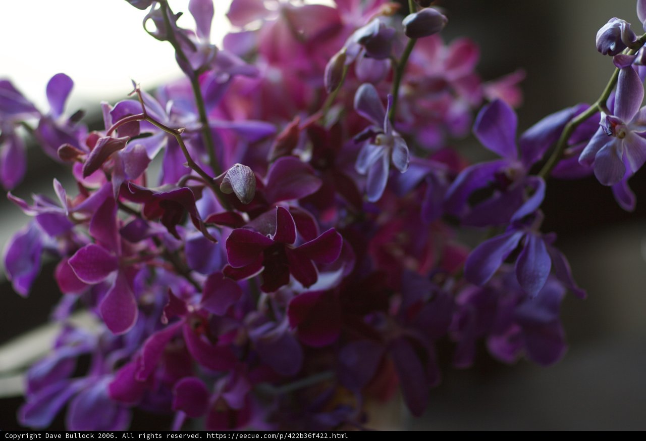 Blossoming Beauty