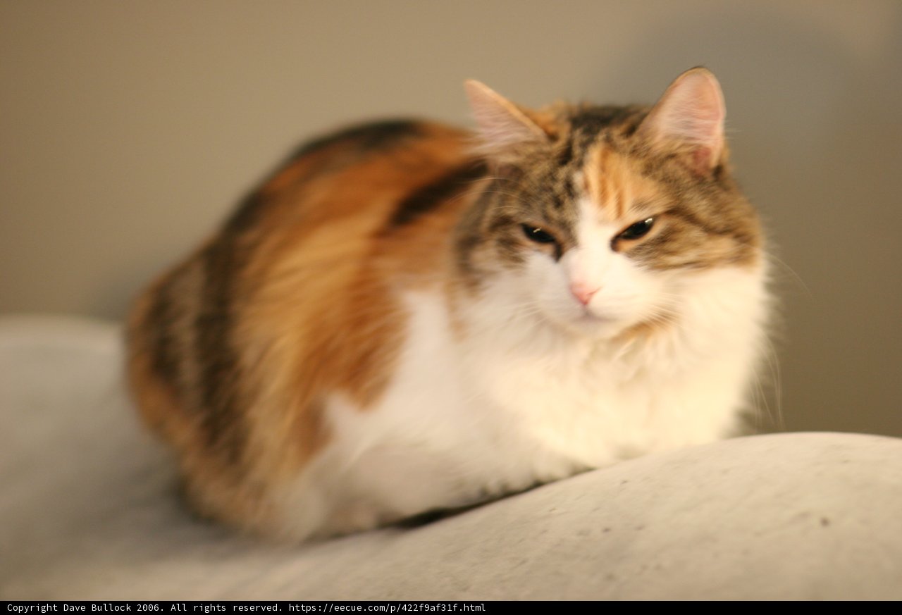 Feline Comfort