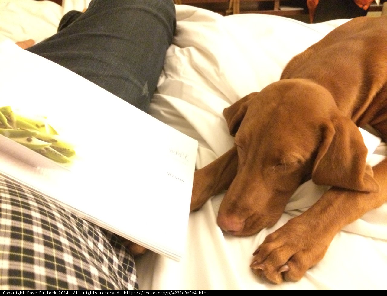 Comfy Canine Reading Nook