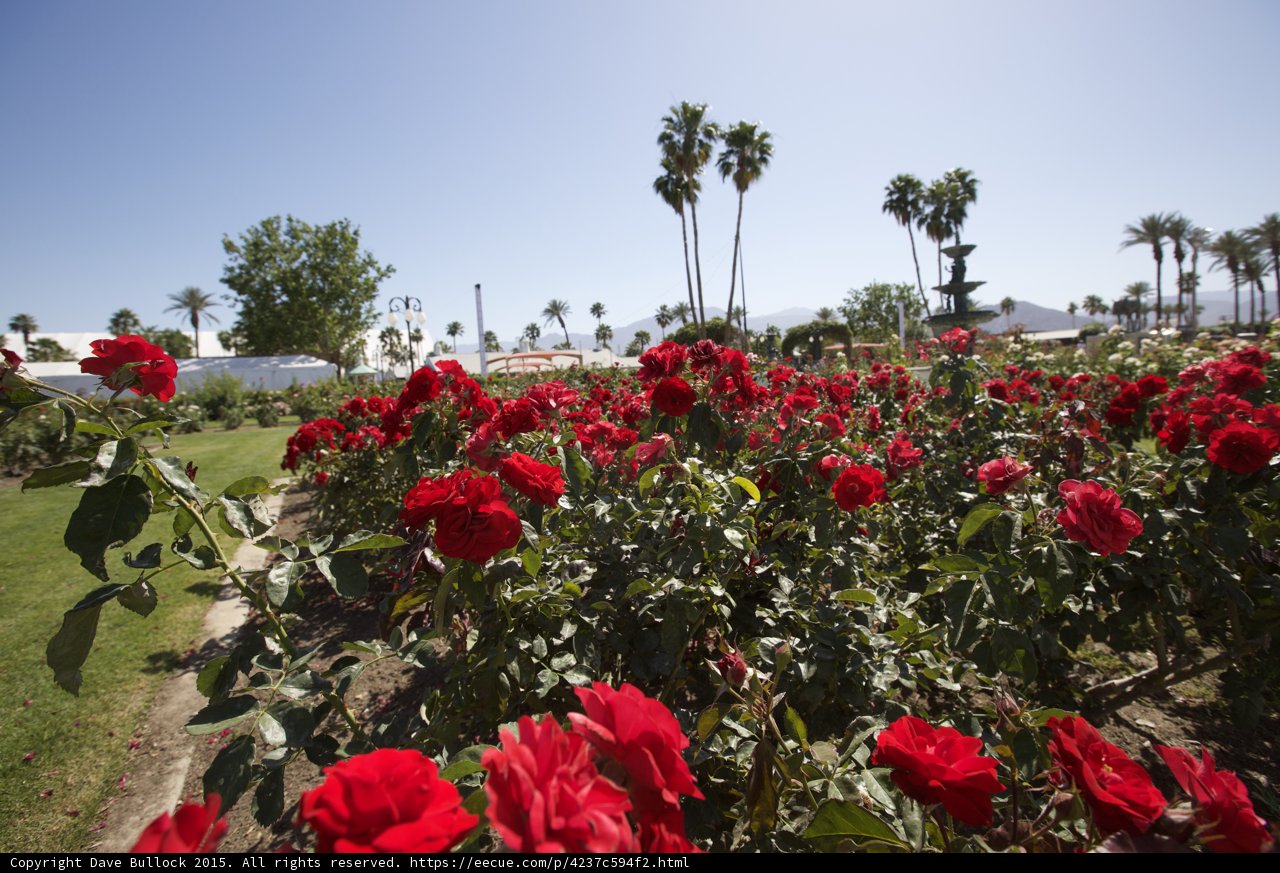 Blooming Red Roses at Coachella Valley Music Fest