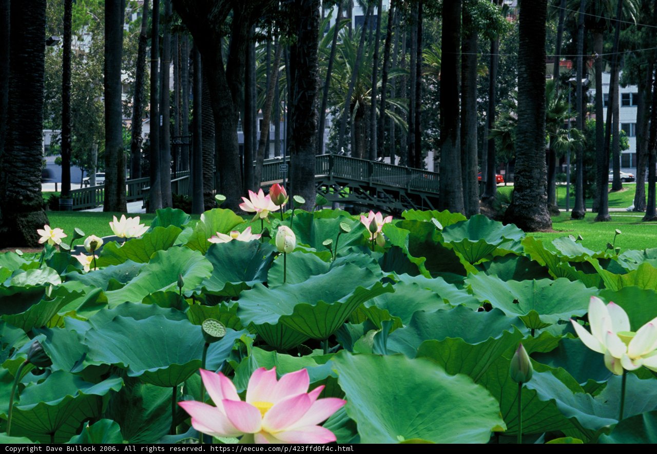Tranquil Lotus Pond