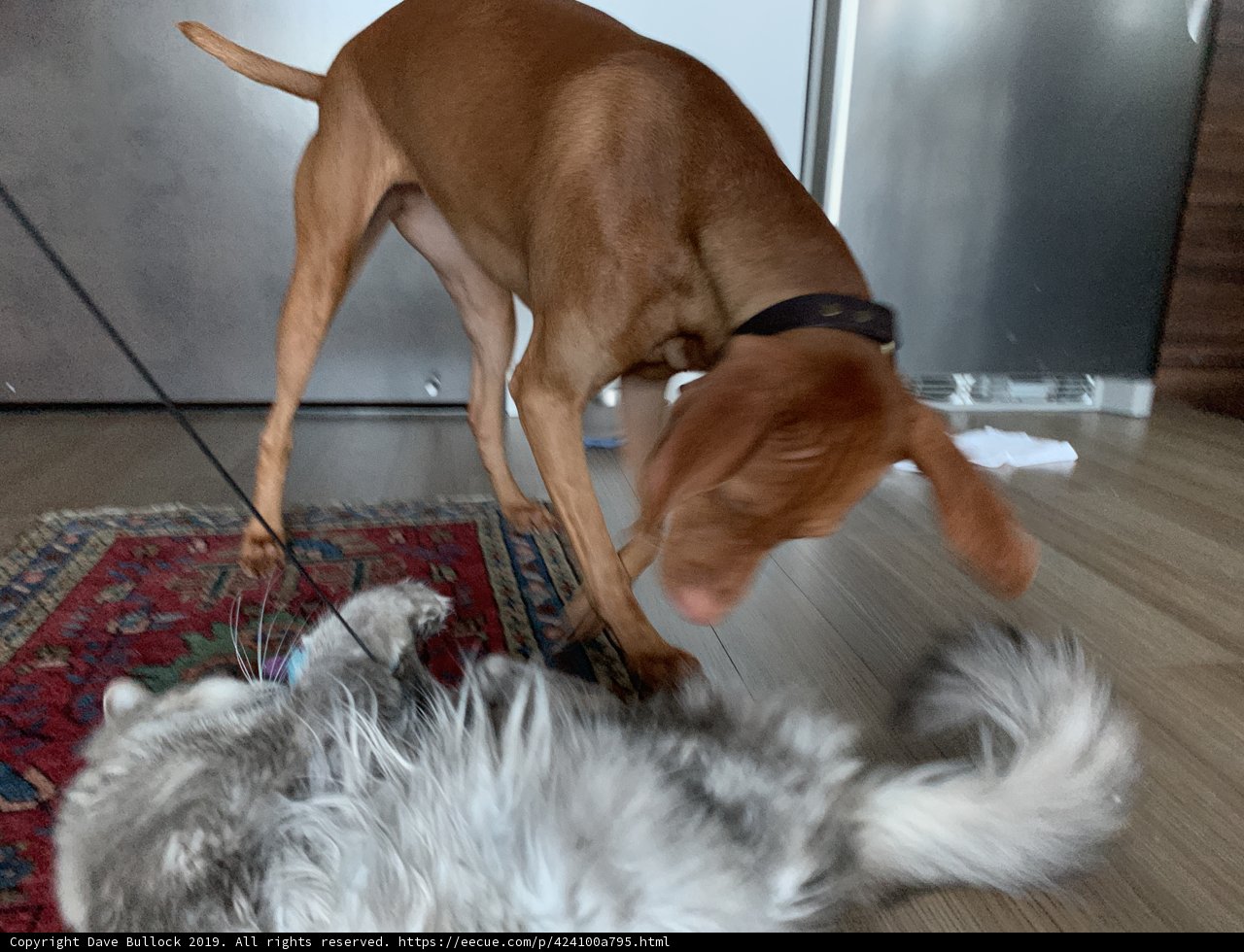 Flooring Fun: A Dog and Cat's Playtime on Hardwood