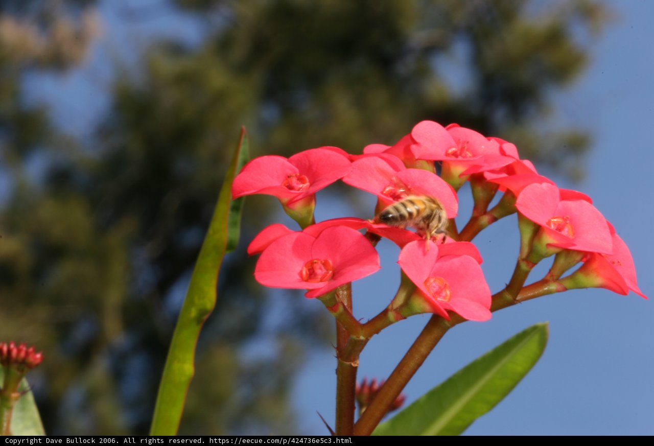 Bee Nectar Gathering on Pink Geraniums