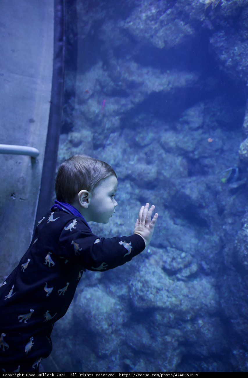 Childlike Wonder: Aquarium Adventures