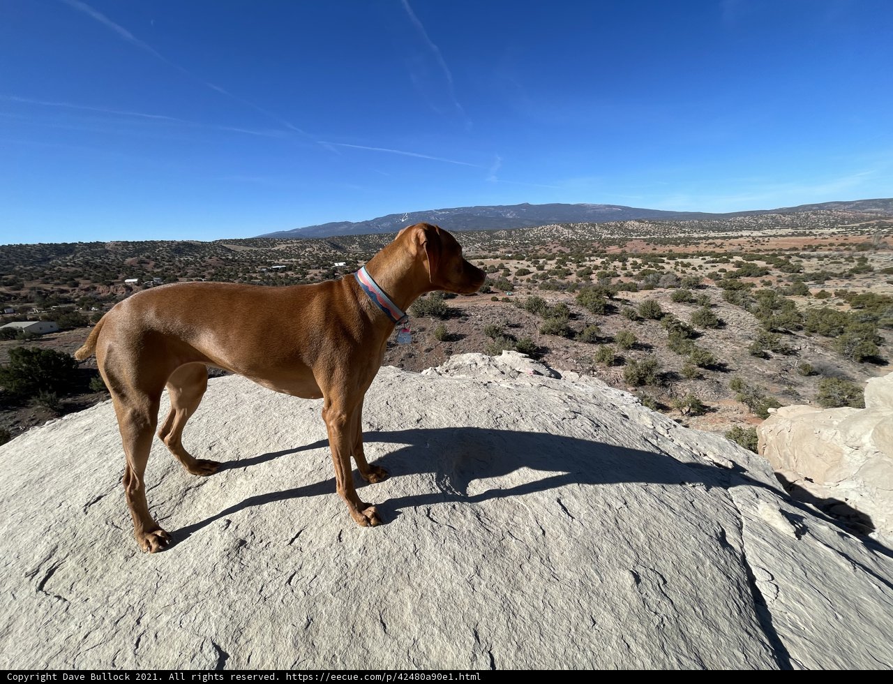 Desert Pooch Poses on Peak