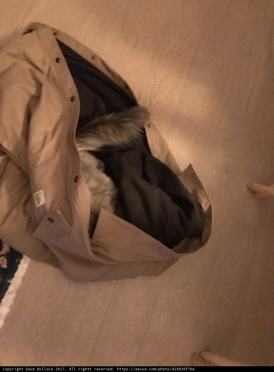 Feline Fashionista Takes a Catnap