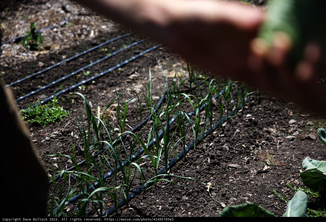 Harvesting Fresh Greens in Regenerative Gardening Class