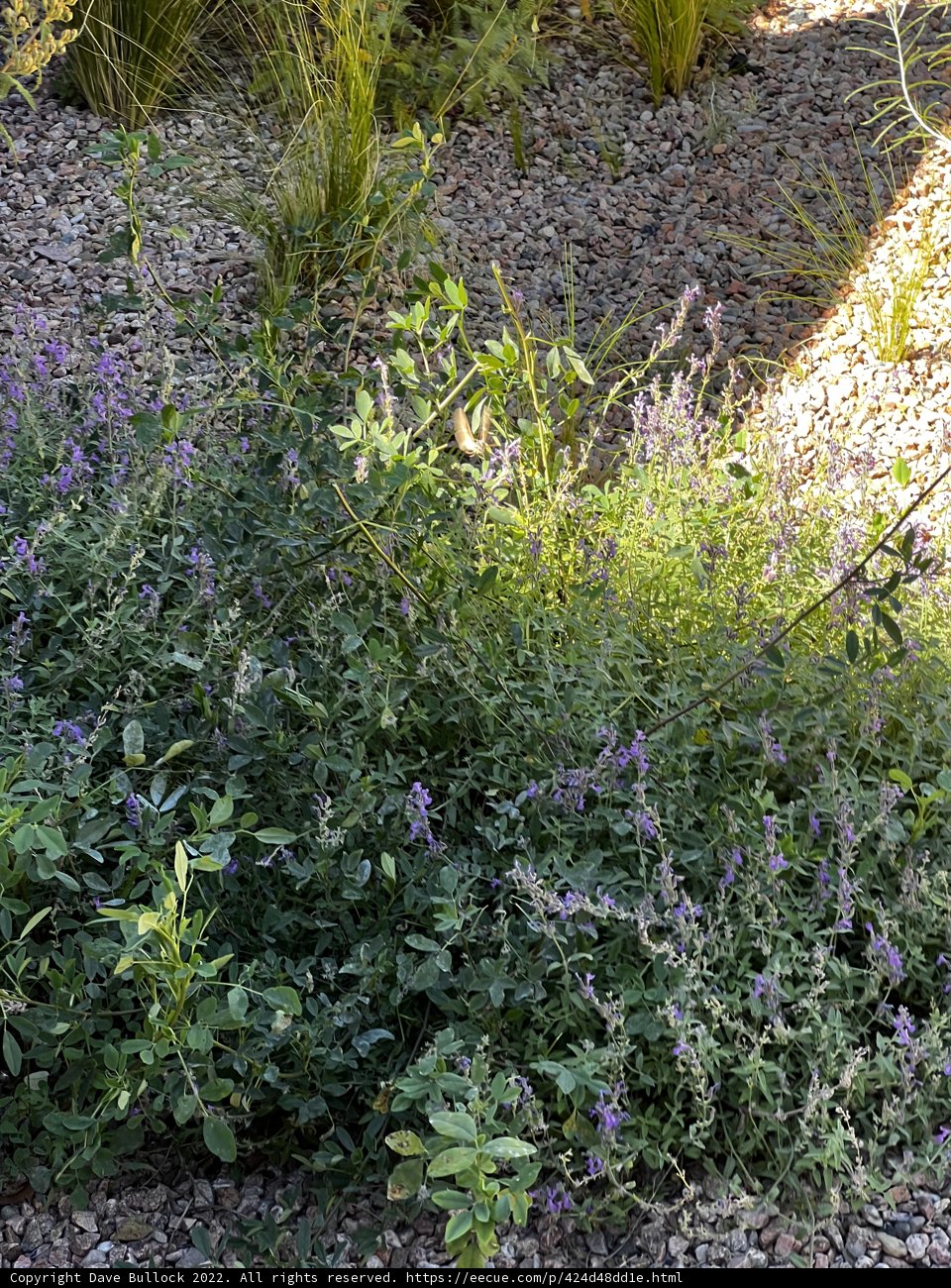 Fire Hydrant Oasis