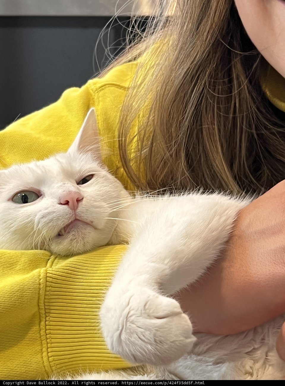 Cuddles with a Furry Friend