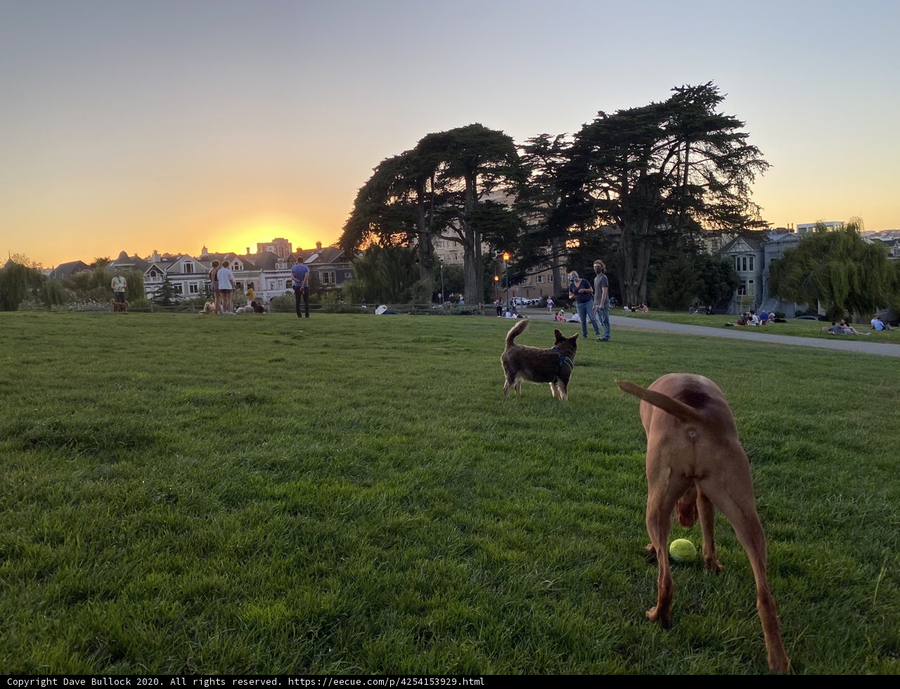 Golden Retrievers Enjoying Sunset in Alamo Square