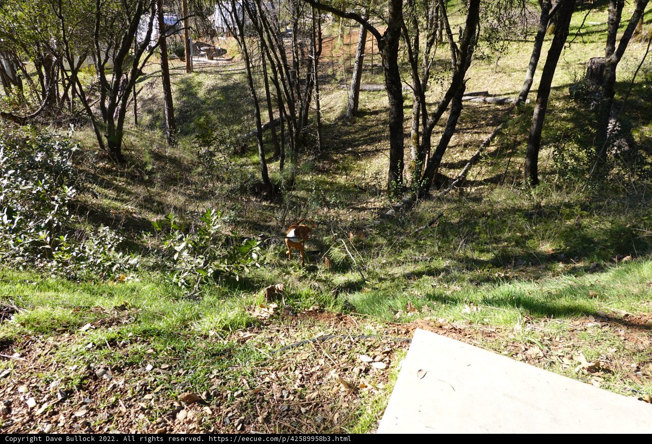 Brown bear taking a break in the woodland