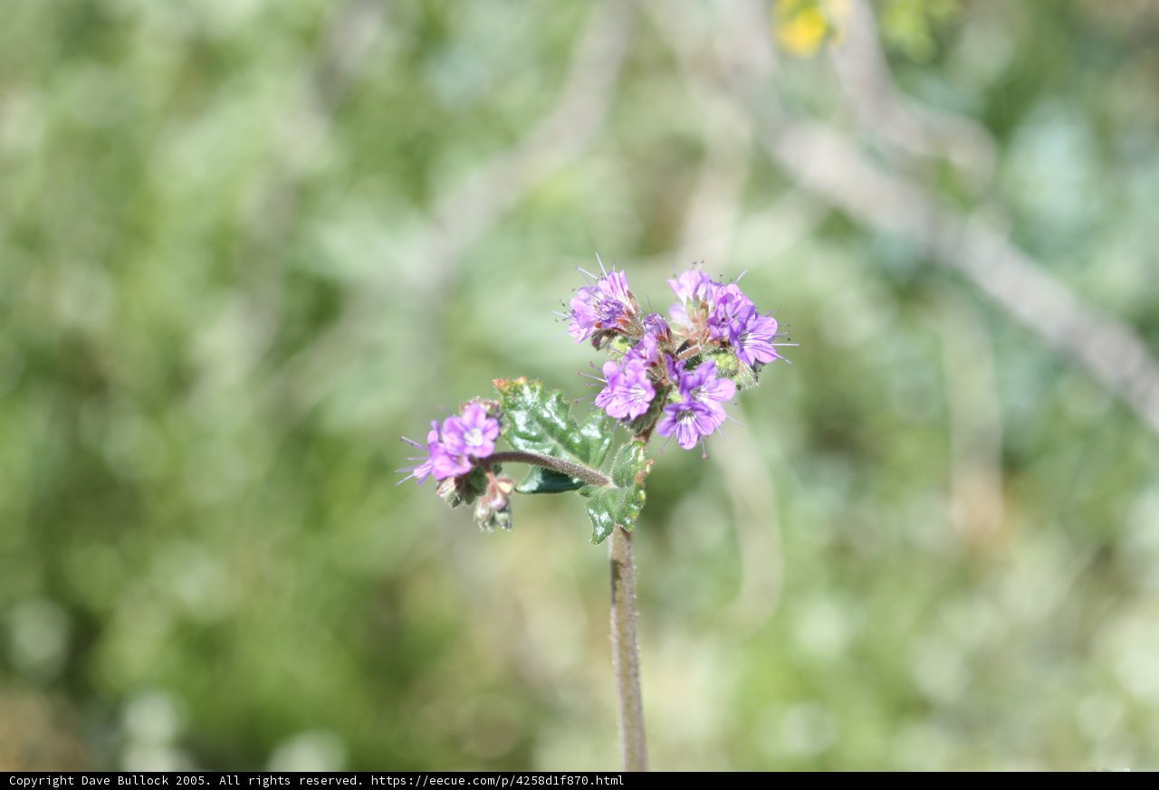 A Close-up of a Purple Geranium