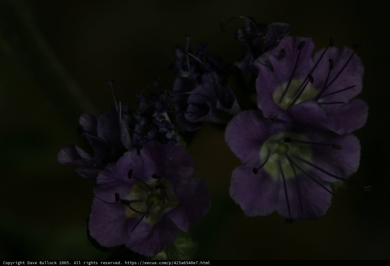 Midnight Garden