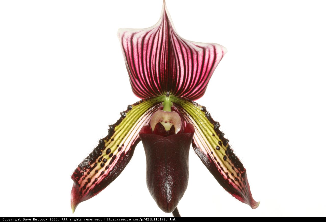 Vibrant Orchid Blossom