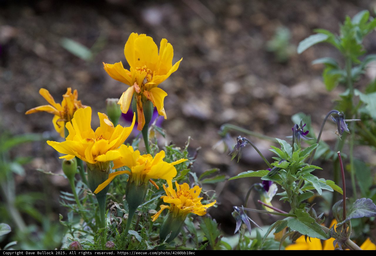 Vibrant Blooms in Spring Light