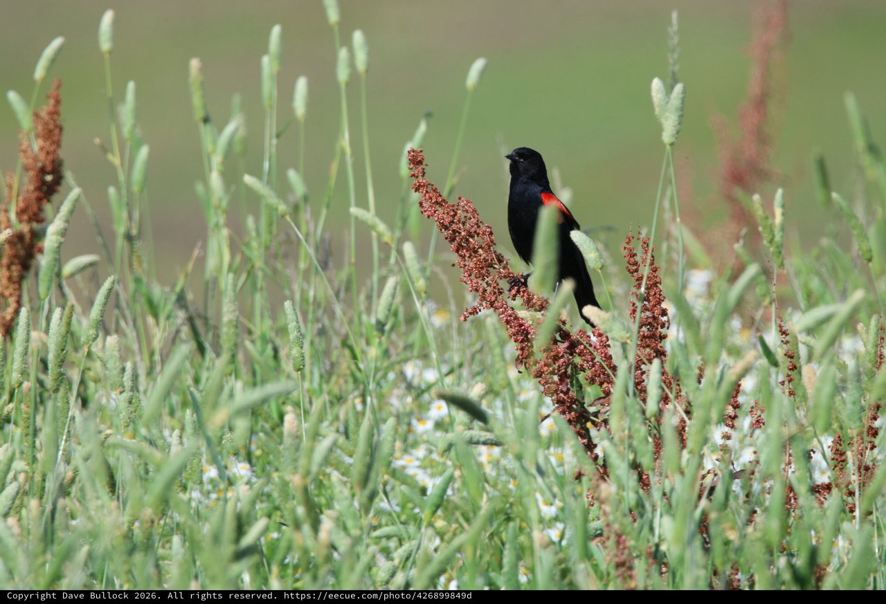 Tricolored Blackbird Perched Among Wildflower Grasses