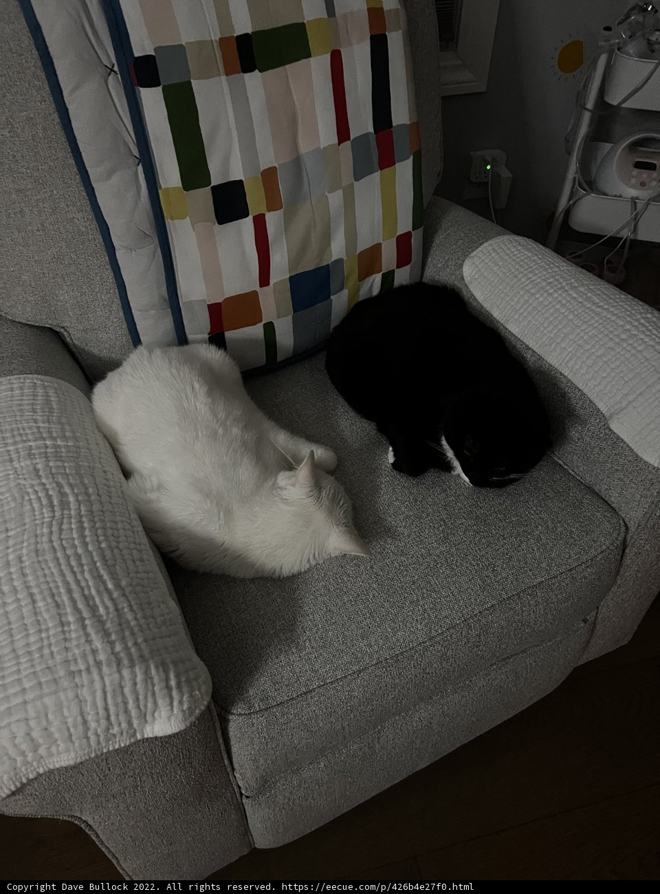 Lazy Sunday with Feline Friends