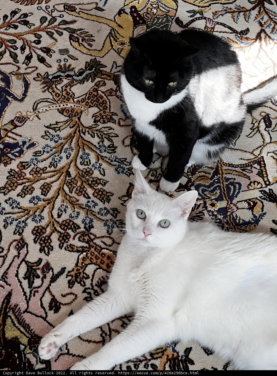 Double Trouble